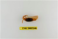 藏品(糾結南方招潮蟹)的圖片